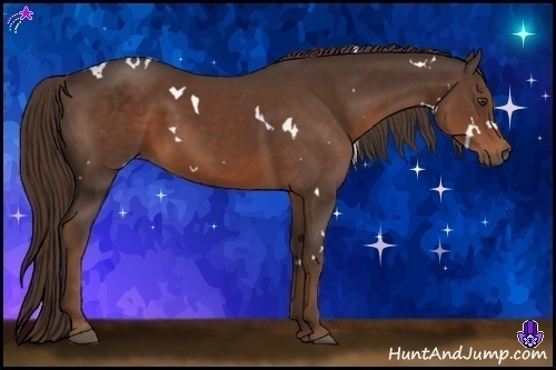 Horse Color:White Spotted Liver Chestnut
