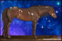 Horse Color:White Spotted Liver Chestnut 