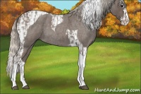 Horse Color:Silver Blue Roan Splash Tobiano  and Silver Blue Roan Splash Tobiano 