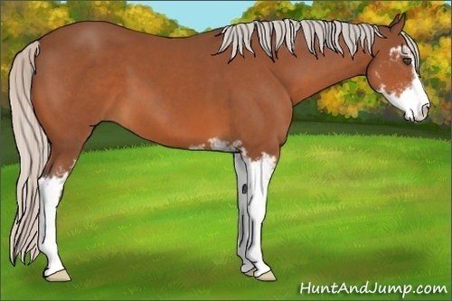 Horse Color:Silver Bay Sabino 