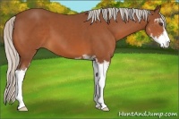 Horse Color:Silver Bay Sabino