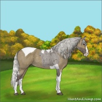 Horse Color:Silver Blue Roan Splash Tobiano  and Silver Smoky Blue Roan Splash Tobiano 