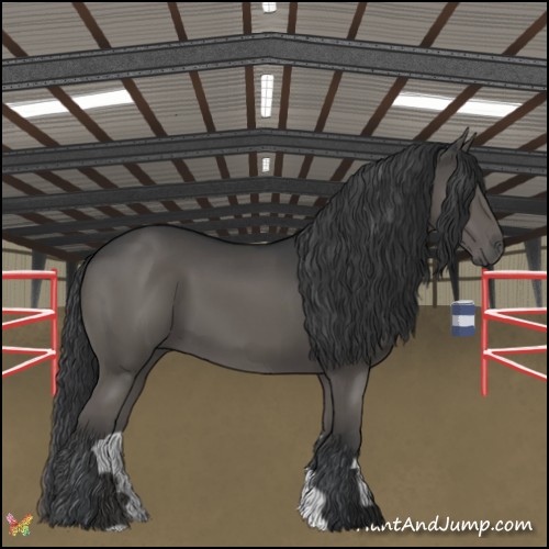 Horse Color:Black 