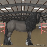 Horse Color:Black 