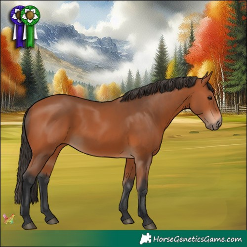 Horse Color:Bay 
