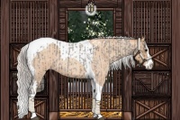 Horse Color:Silver Blue Roan Splash Tobiano  and Silver Classic Champagne Roan Splash Tobiano 