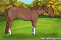 Horse Color:Red Roan Tobiano 
