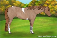 Horse Color:Red Roan Tobiano 