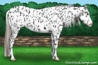 Horse Color:Smoky Black Appaloosa