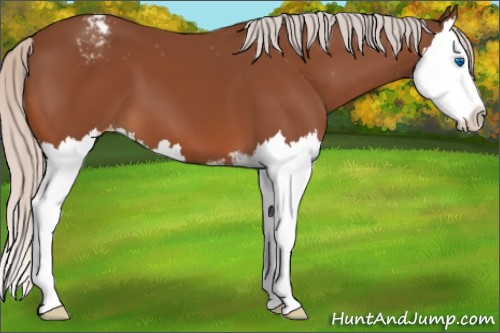 Horse Color:Silver Bay Sabino Splash Appaloosa 