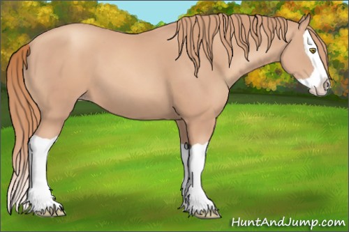 Horse Color:Gold Champagne Splash 