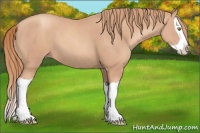Horse Color:Gold Champagne Splash 