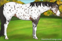 Horse Color:Liver Chestnut Sabino Near Leopard 