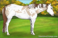 Horse Color:White Spotted Red Dun Splash 