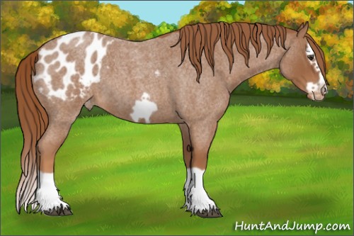 Horse Color:Red Roan Splash Frame Appaloosa 