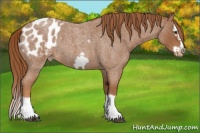 Horse Color:Red Roan Splash Frame Appaloosa 