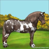 Horse Color:White Spotted Liver Chestnut