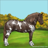 Horse Color:White Spotted Liver Chestnut