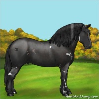 Horse Color:White Spotted Liver Chestnut 