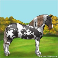 Horse Color:White Spotted Liver Chestnut 