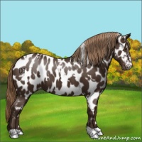Horse Color:White Spotted Liver Chestnut Appaloosa 
