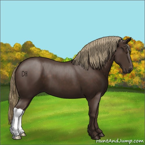 Horse Color:Liver Chestnut 