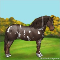 Horse Color:White Spotted Liver Chestnut 