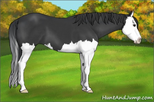 Horse Color:Black Splash 