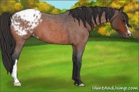 Horse Color:Bay Roan Blanket 