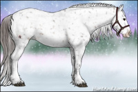 Horse Color:Brown Appaloosa