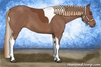Horse Color:Chestnut Tobiano Frame 