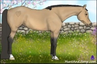 Horse Color:Buckskin Roan 