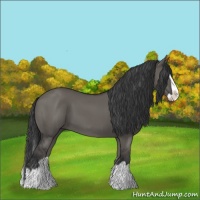 Horse Color:Grullo Splash 