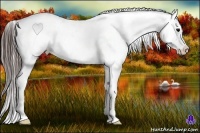 Horse Color:Brown Appaloosa 