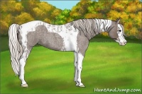 Horse Color:Silver Blue Roan Splash Tobiano  and Silver Blue Roan Splash Tobiano 