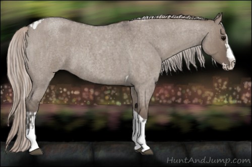 Horse Color:Silver Grullo Roan Splash Tobiano  and Silver Grullo Roan Splash Tobiano 
