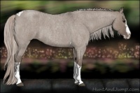 Horse Color:Silver Grullo Roan Splash Tobiano  and Silver Grullo Roan Splash Tobiano 