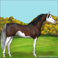 Horse Color:Brown Splash 
