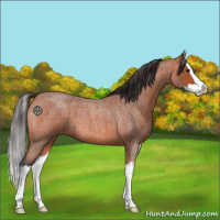 Horse Color:Bay Roan Splash