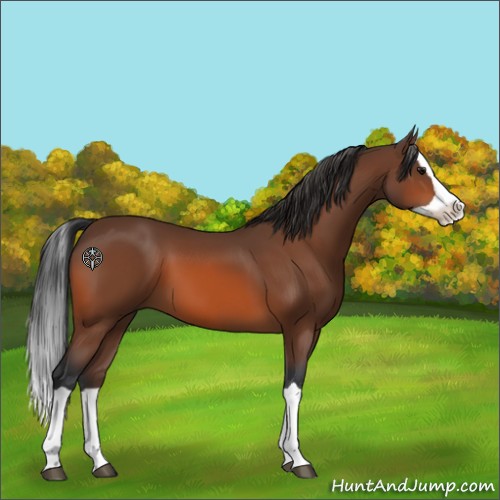 Horse Color:Bay Splash 