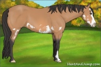 Horse Color:Buckskin Splash Frame