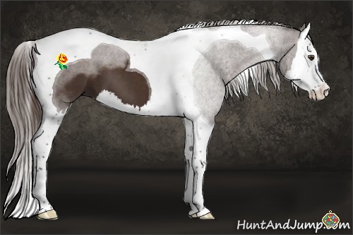 Horse Color:Liver Chestnut Sabino Splash Tobiano