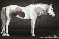Horse Color:Liver Chestnut Sabino Splash Tobiano 