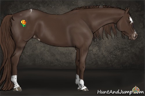 Horse Color:Liver Chestnut Sabino Tobiano Appaloosa