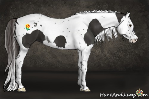 Horse Color:Liver Chestnut Splash Tobiano 