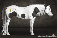 Horse Color:Liver Chestnut Splash Tobiano 