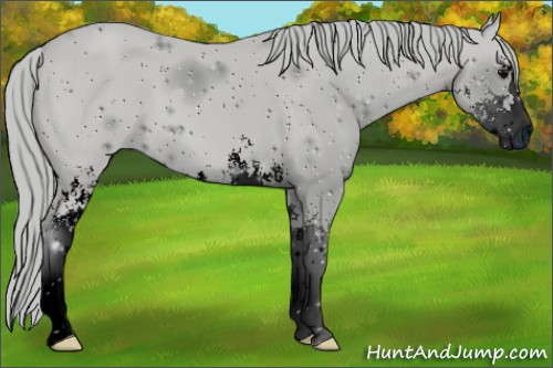 Horse Color:ERROR: UNKNOWN ANOMALY