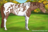 Horse Color:Chestnut Tobiano Appaloosa Rabicano