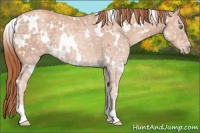 Horse Color:White Spotted Gold Champagne Ice 