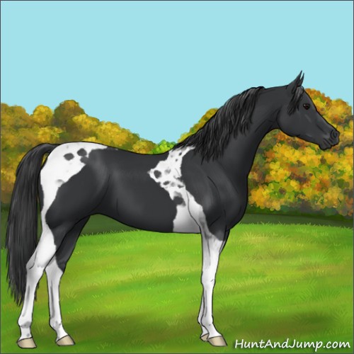 Horse Color:Black Tobiano 